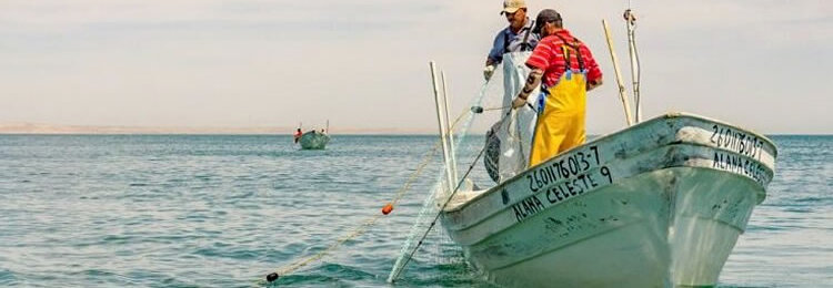 Comisión Nacional de Acuacultura y Pesca (Conapesca)