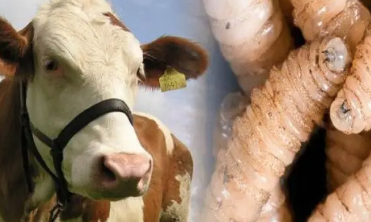Servicio Nacional de Sanidad, Inocuidad y Calidad Agroalimentaria (SENASICA)