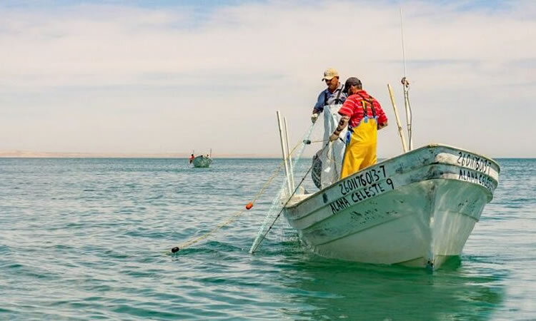 Comisión Nacional de Acuacultura y Pesca (Conapesca)