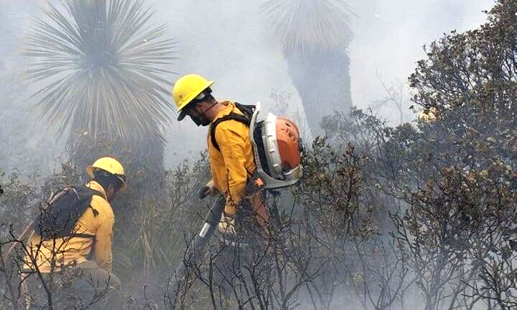 Comisión Nacional Forestal (CONAFOR) en Tamaulipas