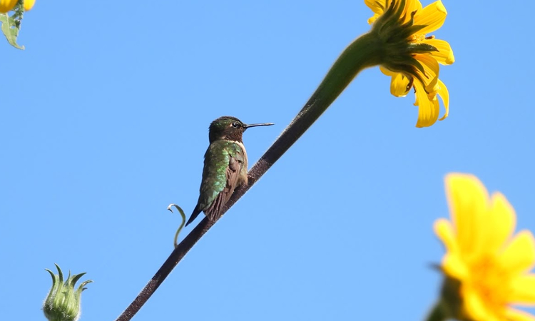 Comisión de Parques y Biodiversidad de Tamaulipas